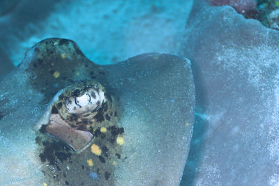 Close-up of fish swimming in sea