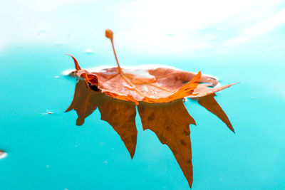 Close-up of leaf floating on water