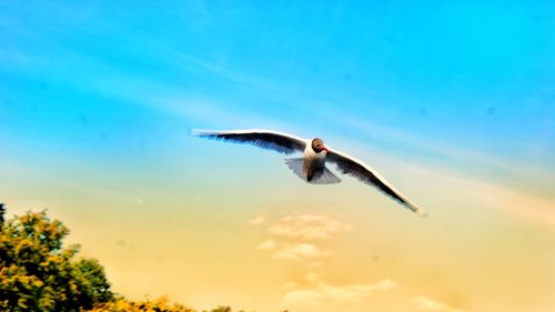 Low angle view of seagull flying