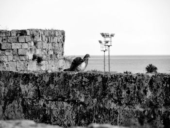 Bird perching on retaining wall against clear sky