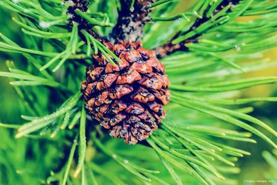 Close-up of pine cone on tree
