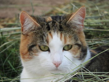 Close-up portrait of a cat