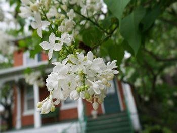 Close-up of white flowers