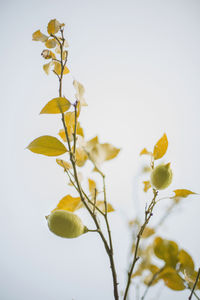 Close-up of yellow flowering plant against sky