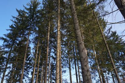 Low angle view of trees in forest against sky