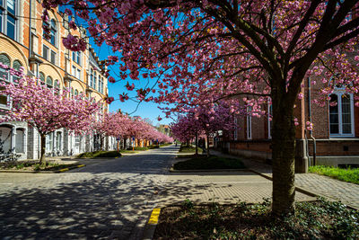 Street amidst trees and buildings against sky