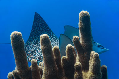 Low angle view of corals in sea