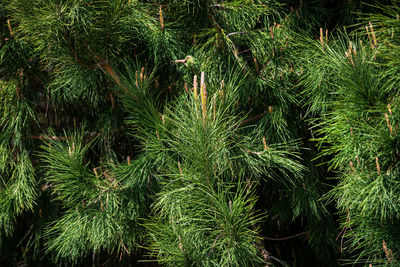 Close-up of pine tree in forest