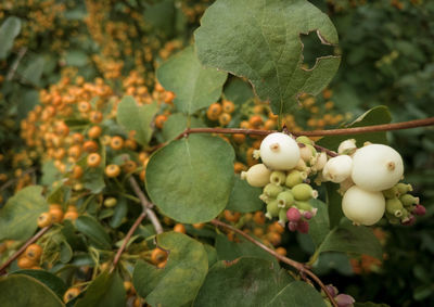 Close-up of fruits growing on tree