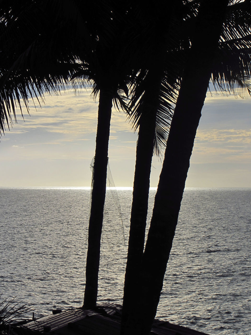 SILHOUETTE PALM TREE BY SEA AGAINST SKY