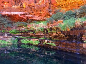 Full frame shot of tree