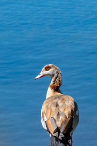 Close-up of duck