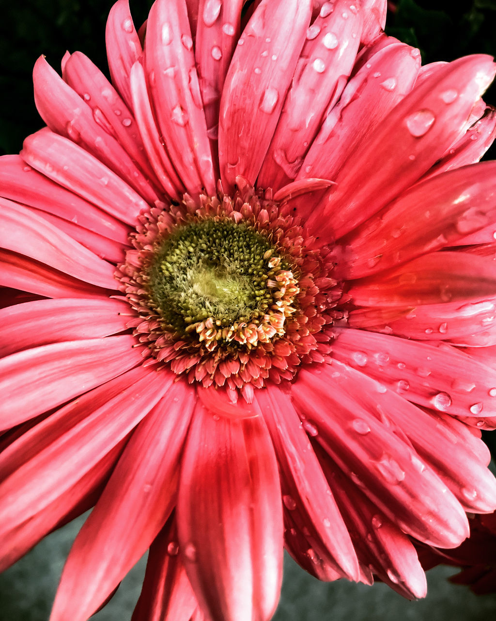 flower, flowering plant, plant, freshness, petal, flower head, inflorescence, beauty in nature, fragility, growth, close-up, pollen, pink, nature, daisy, macro photography, gerbera daisy, plant stem, no people, outdoors, focus on foreground, red, day, botany, drop, stamen, water, wet