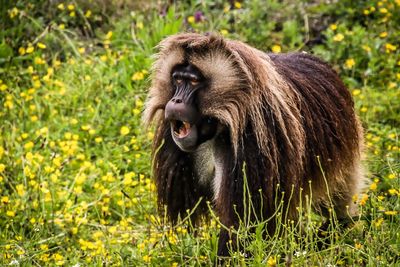 Monkey looking away on field