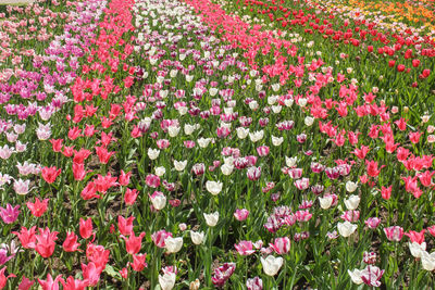 Pink flowering plants on field