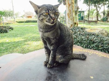 Portrait of a cat