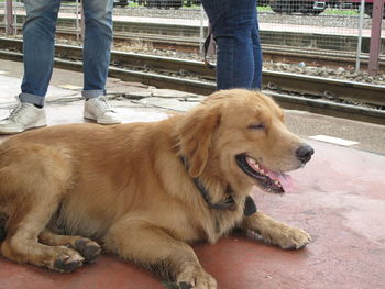 Low section of man with dog