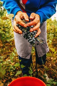 Close-up of person harvesting grapes