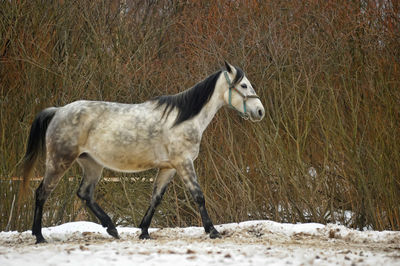 Side view of a horse on field