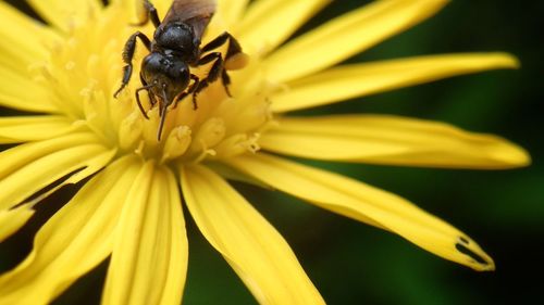 Close-up of insect on yellow flower