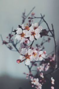 Close-up of cherry blossoms in spring