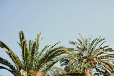 Close-up of palm tree against clear sky