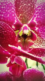 Close-up of bee on pink flower