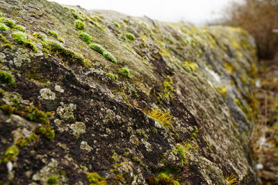 Close-up of moss on rock