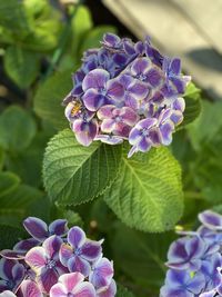 Close-up of purple hydrangea flowers