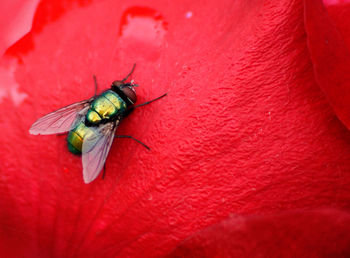 Close-up of housefly on red leaf