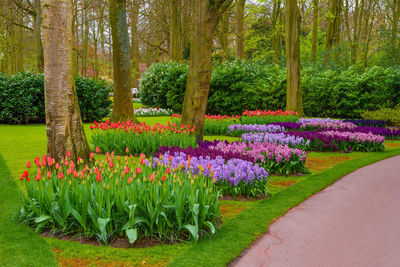 View of flowering plants in garden