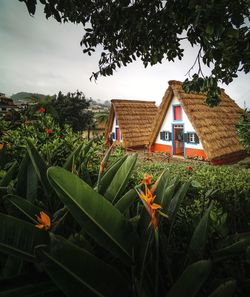 Plants growing by building against sky