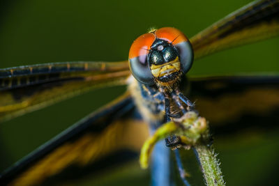 Close-up of insect