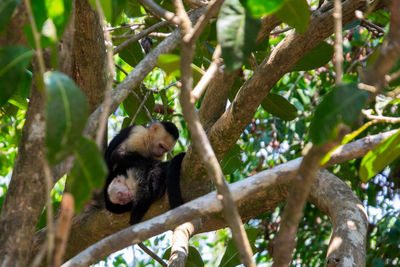 Low angle view of monkey sitting on tree in forest