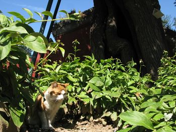 Cat on tree