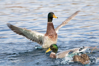 Duck landing in lake