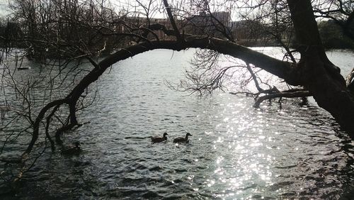 Reflection of trees in water