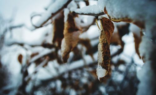Close up of frost covered with snow