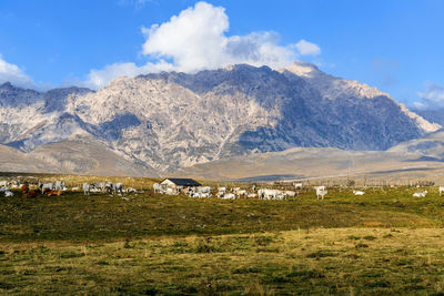 Cows on field against sky