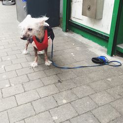 High angle view of dog