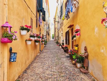 Narrow alley in alghero, sardinia, colorful and full of flowers