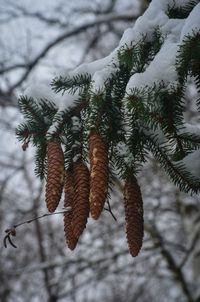 Close-up of frozen tree