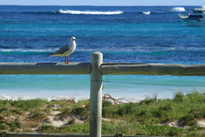 Seagull perching by the sea