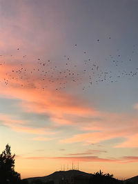 Silhouette birds flying in sky during sunset