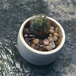 High angle view of potted plant on table