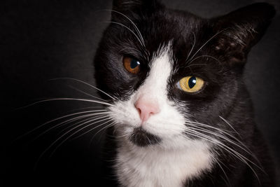 Close-up portrait of cat