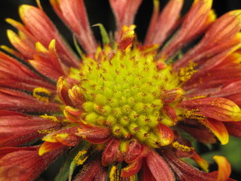 Close-up of flowering plant