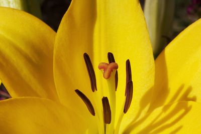 Close-up of yellow flower