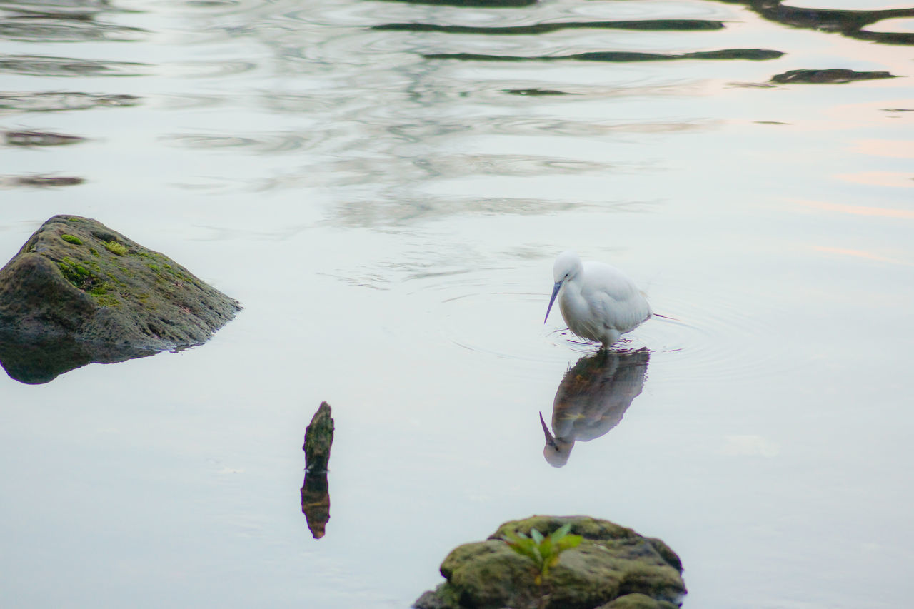 HIGH ANGLE VIEW OF FISH SWIMMING IN LAKE