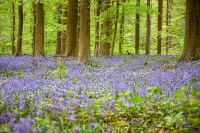 View of purple flowers growing in forest